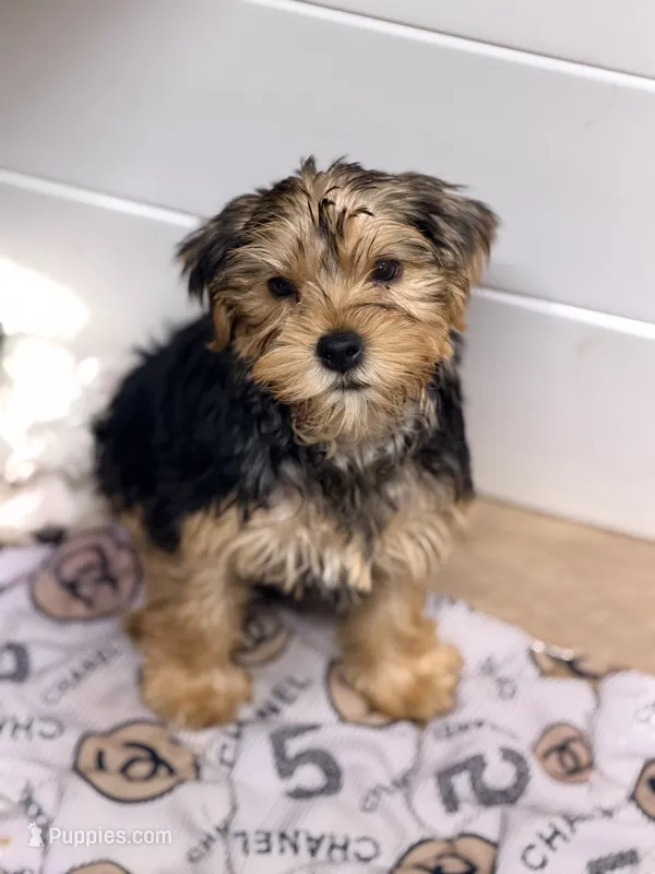 Draco – Yorkshire Terrier puppy for sale in Addison, IL