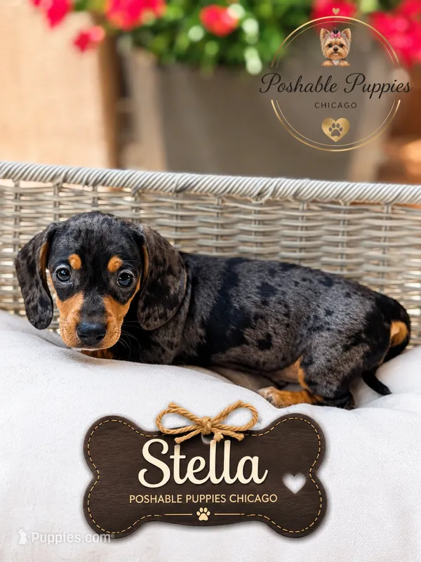Stella – Miniature Dachshund puppy for sale in Addison, IL