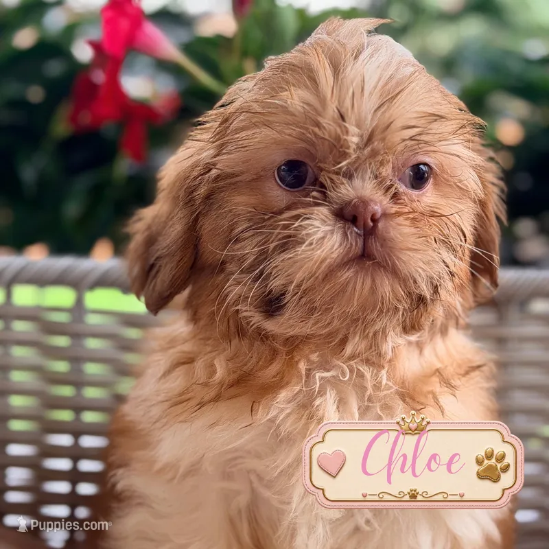 Chloe – Shih Tzu puppy for sale in Addison, IL