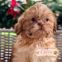 Chloe, a male Shih Tzu for sale in Addison, IL – 1 of 1