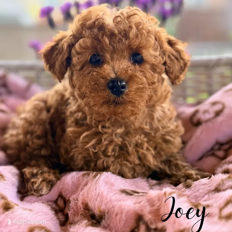 Joey – Poodle - Toy  puppy for sale in Addison, IL