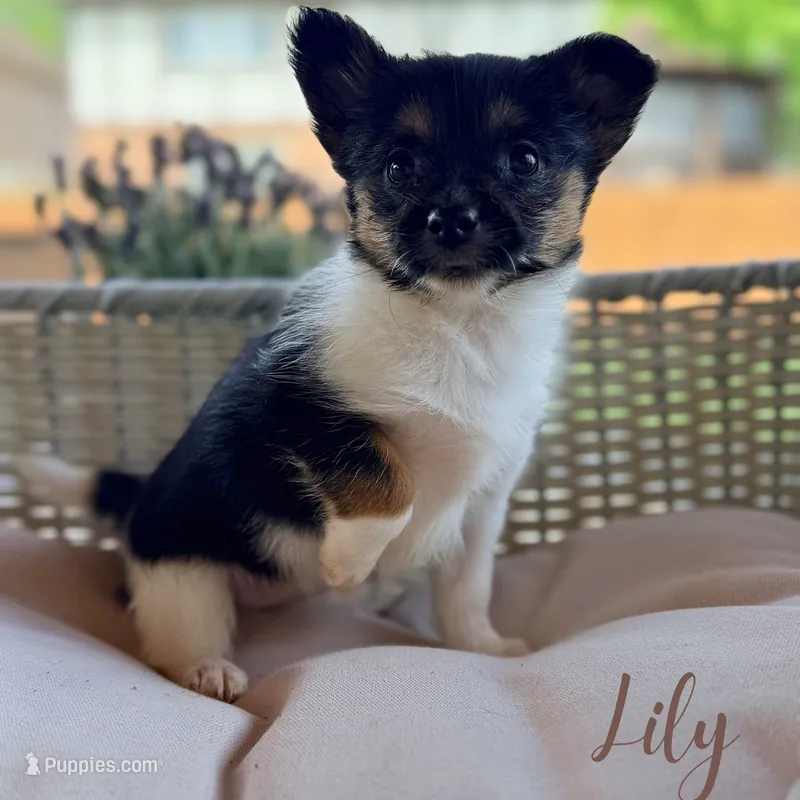 Lily – Pomeranian, Yorkshire Terrier puppy for sale in Addison, IL
