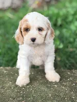 Frieda, a female Cavapoo for sale in Addison, IL – 3 of 4