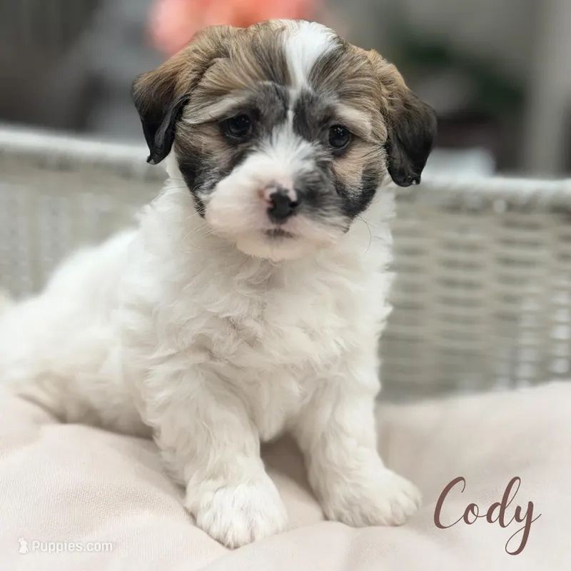 Cody – Shih Tzu, Poodle - Miniature  puppy for sale in Addison, IL