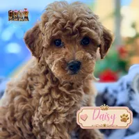 Daisy, a female Miniature Goldendoodle for sale in Addison, IL – 1 of 1