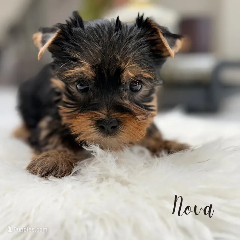 Nova, a female Yorkshire Terrier for sale in Addison, IL – Photo 1 of 1