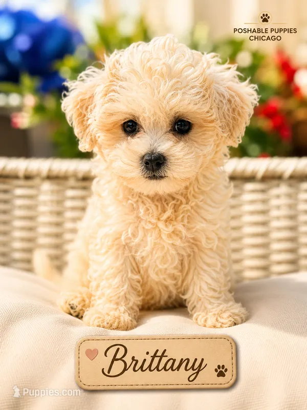 Brittany – Bichon Frise puppy for sale in Addison, IL