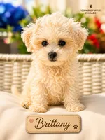Brittany, a female Bichon Frise for sale in Addison, IL – 1 of 1