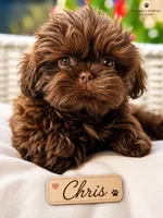 Chris, a male Shih Tzu for sale in Addison, IL – 1 of 1