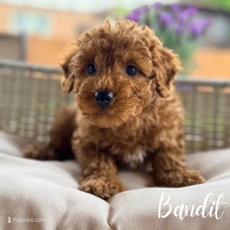 Bandit, a male Poodle - Miniature  for sale in Addison, IL – 1 of 1