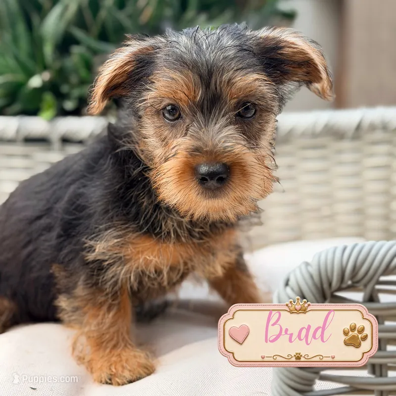 Brad – Yorkshire Terrier puppy for sale in Addison, IL