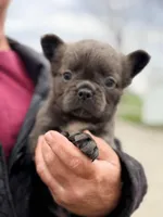 AKC Daisy, a female French Bulldog for sale in Addison, IL – Photo 1 of 2