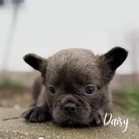 AKC Daisy, a female French Bulldog for sale in Addison, IL – Photo 2 of 2