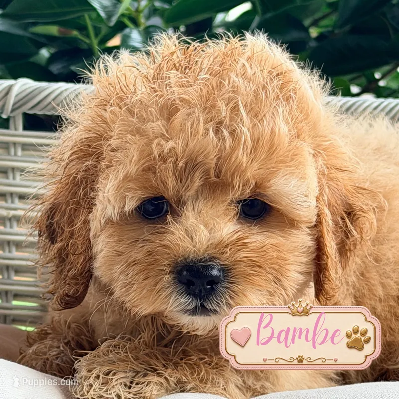 Bambi – Cavapoo puppy for sale in Addison, IL