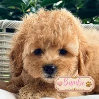 Bambi, a female Cavapoo for sale in Addison, IL – 1 of 1
