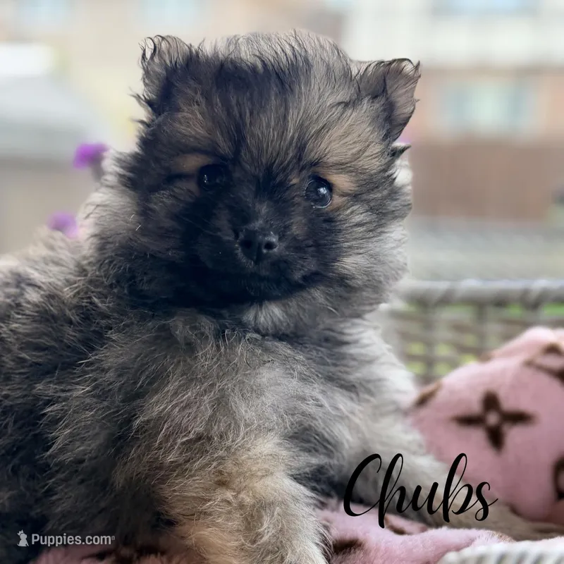Chubs – Pomeranian puppy for sale in Addison, IL