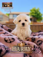 Harry, a male Maltese for sale in Addison, IL – 1 of 1