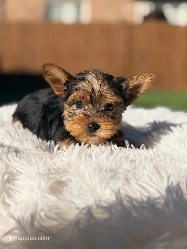 Sabrina  – Yorkshire Terrier puppy for sale in Addison, IL