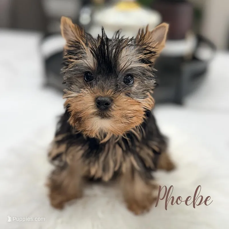 Phoebe, a female Yorkshire Terrier for sale in Addison, IL – Photo 1 of 1