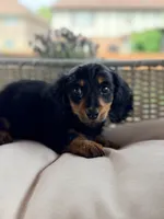 AKC Dolly, a female Miniature Dachshund for sale in Addison, IL – 2 of 4