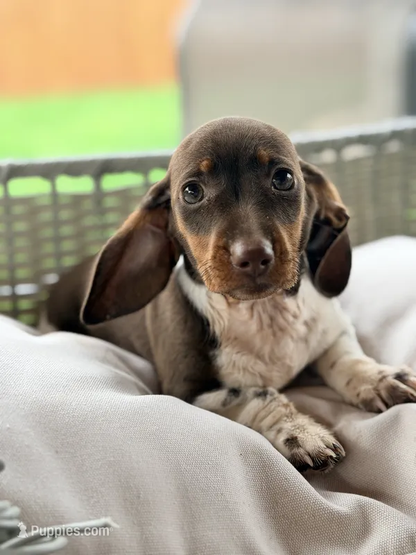 AKC Tilly – Miniature Dachshund puppy for sale in Addison, IL