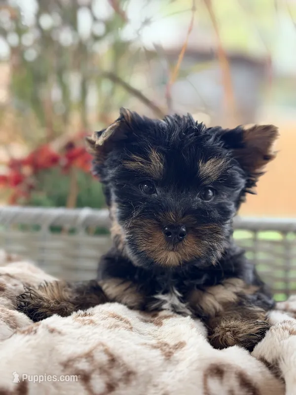 Pecan – Yorkshire Terrier puppy for sale in Addison, IL