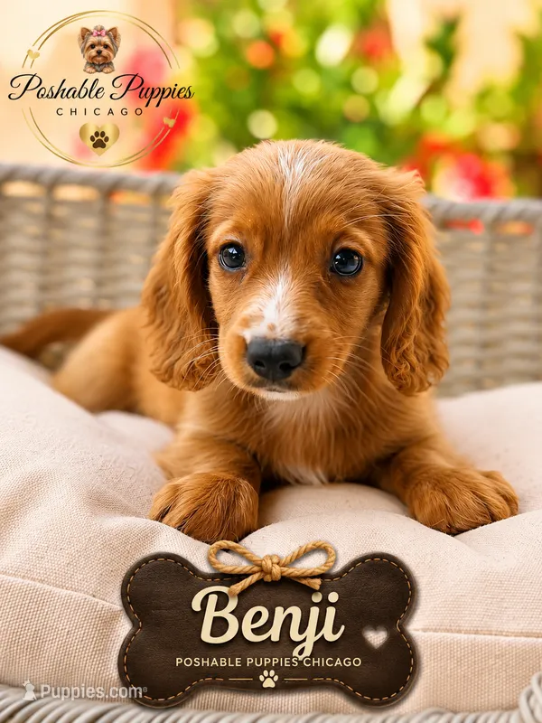 Benji – Miniature Dachshund puppy for sale in Addison, IL