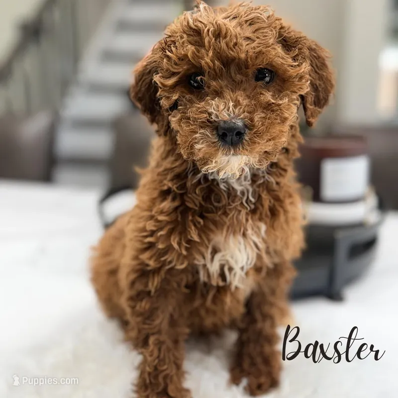 Baxter  – Poodle - Miniature  puppy for sale in Addison, IL