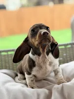 AKC Tilly, a female Miniature Dachshund for sale in Addison, IL – 4 of 4