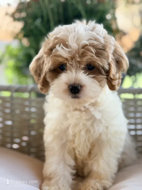 Cupcake – Cavapoo puppy for sale in Addison, IL