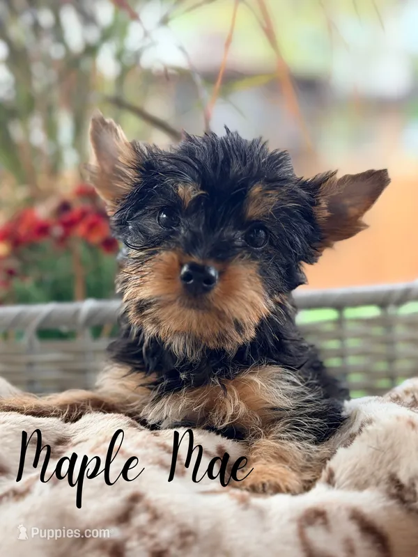Maple Mae – Yorkshire Terrier puppy for sale in Addison, IL