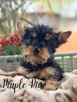 Maple Mae, a female Yorkshire Terrier for sale in Addison, IL – 1 of 1