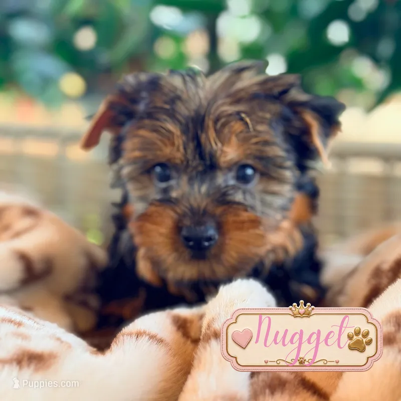 Nugget – Yorkshire Terrier puppy for sale in Addison, IL