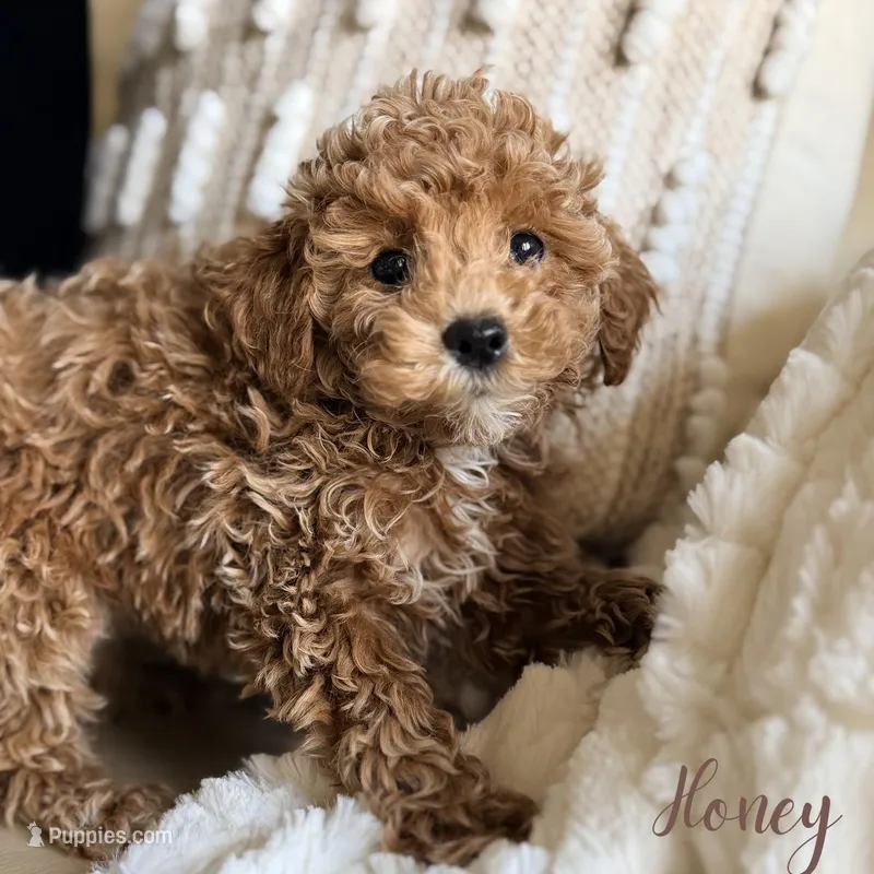 Honey – Poodle - Miniature  puppy for sale in Addison, IL