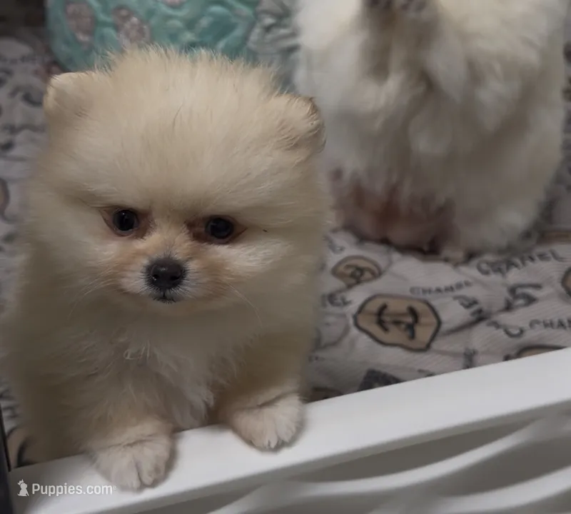 Babydoll Pomeranian  – Pomeranian puppy for sale in Addison, IL