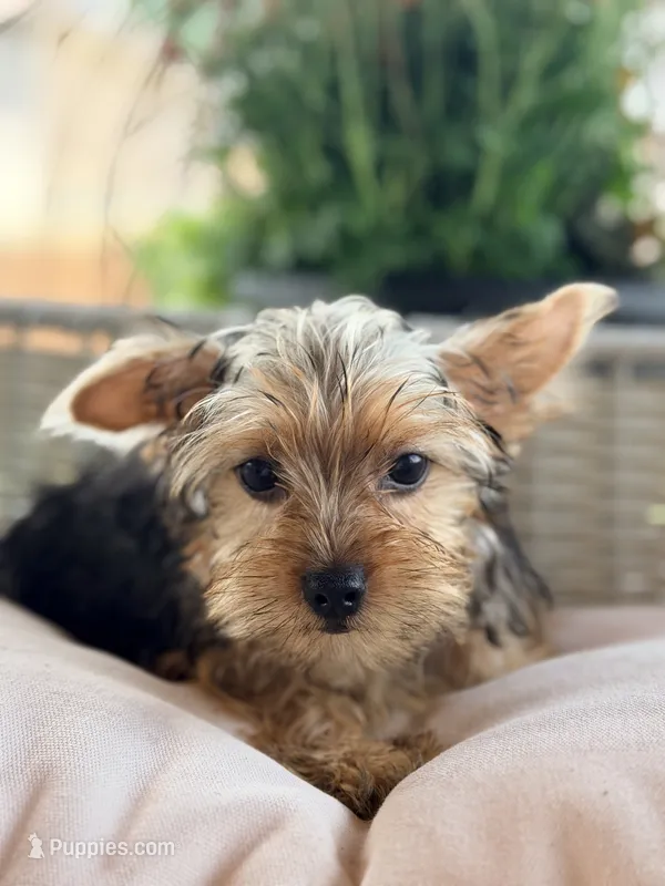 Paris – Yorkshire Terrier puppy for sale in Addison, IL