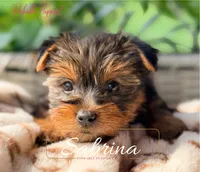 Sabrina , a female Yorkshire Terrier for sale in Addison, IL – 1 of 1