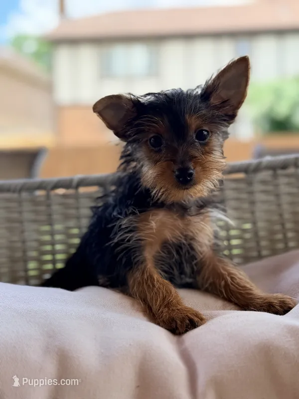 Nala – Yorkshire Terrier puppy for sale in Addison, IL