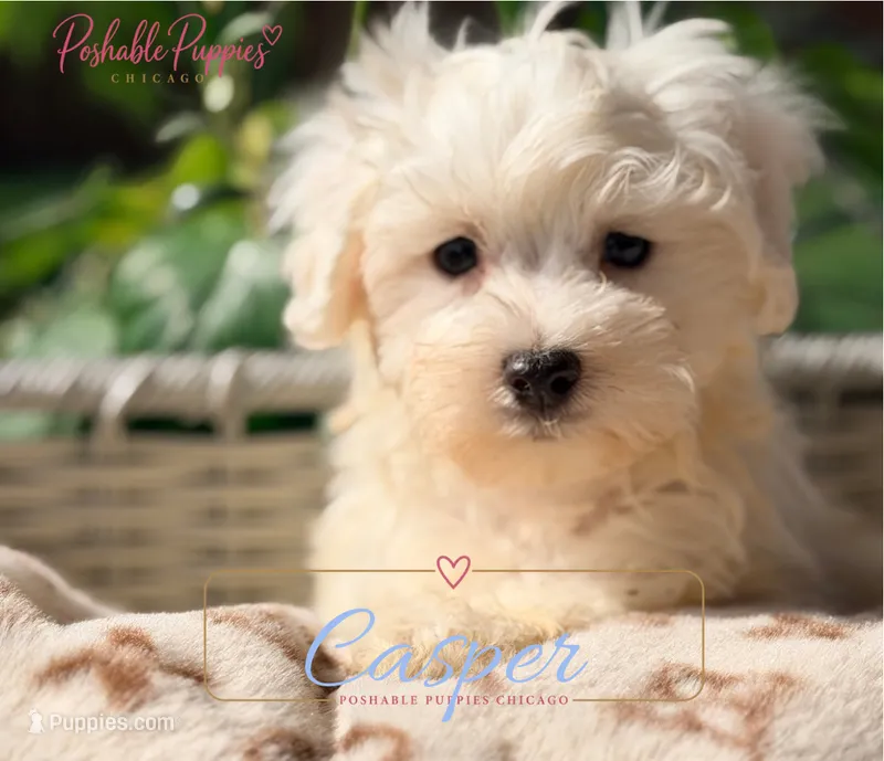 Casper – Maltese puppy for sale in Addison, IL