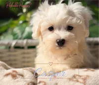 Casper, a male Maltese for sale in Addison, IL – 1 of 3