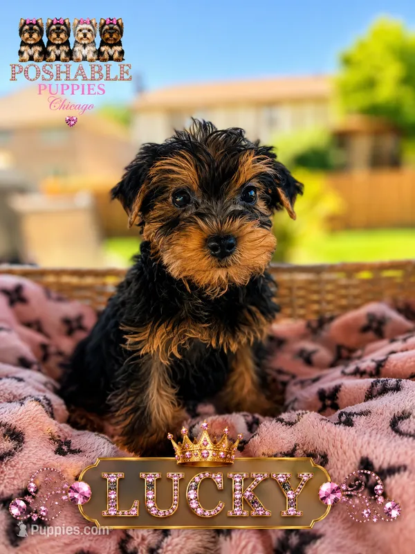 Lucky – Yorkshire Terrier puppy for sale in Addison, IL
