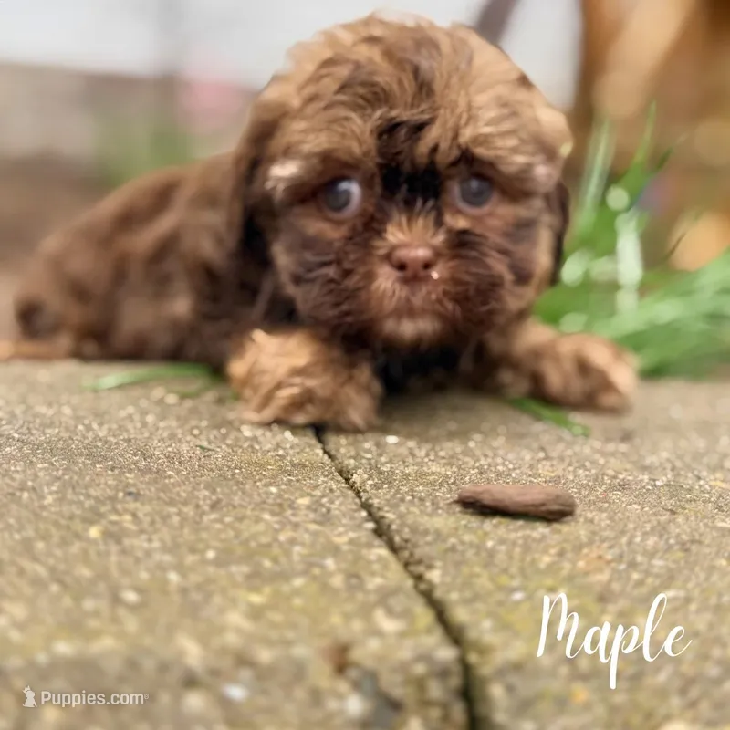 Maple – Shihpoo puppy for sale in Addison, IL