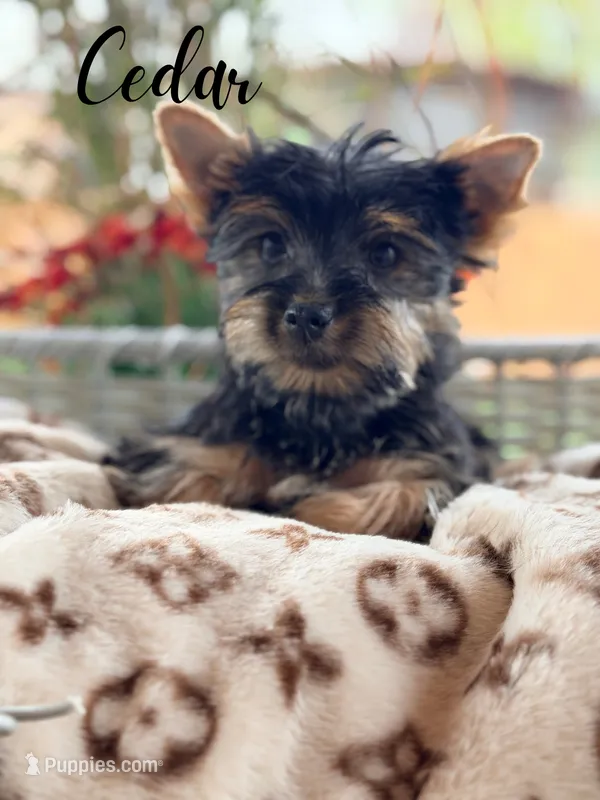 Cedar – Yorkshire Terrier puppy for sale in Addison, IL