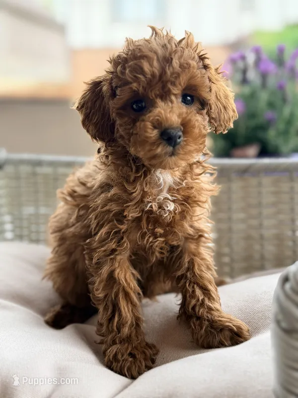 Charlie – Poodle - Miniature  puppy for sale in Addison, IL