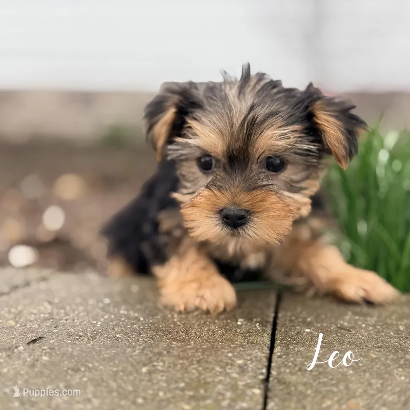 Leo – Yorkshire Terrier puppy for sale in Addison, IL
