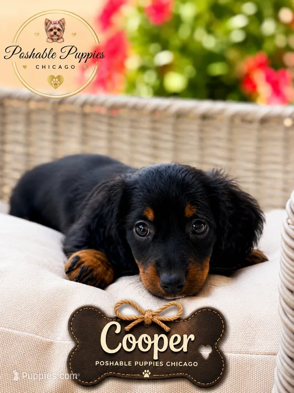 Cooper – Miniature Dachshund puppy for sale in Addison, IL