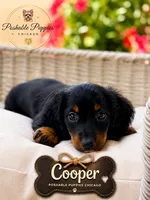Cooper, a male Miniature Dachshund for sale in Addison, IL – 1 of 1