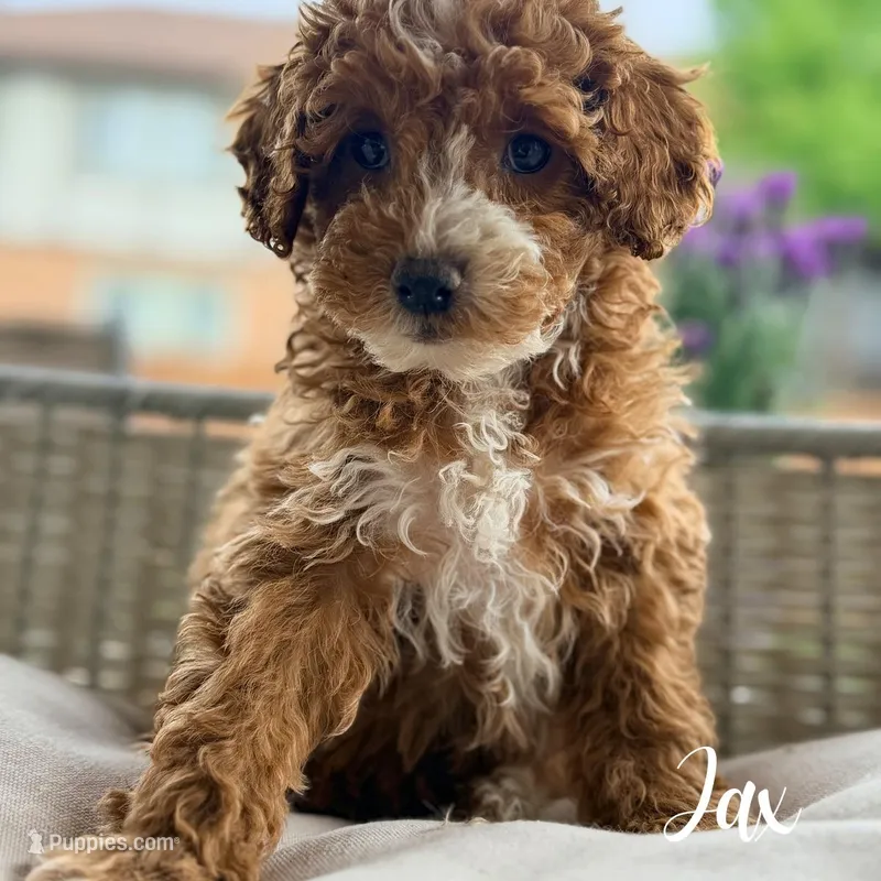 Jax, a male Poodle - Miniature  for sale in Addison, IL – 1 of 1