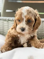 Peanut , a male Cavapoo for sale in Addison, IL – 2 of 2