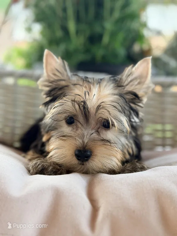 Waffles – Yorkshire Terrier puppy for sale in Addison, IL